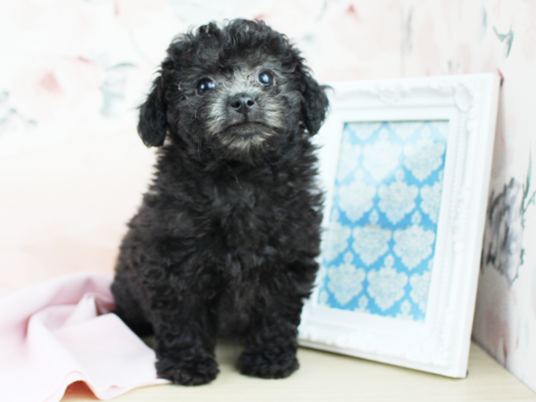 子犬の名前が決まりました☆